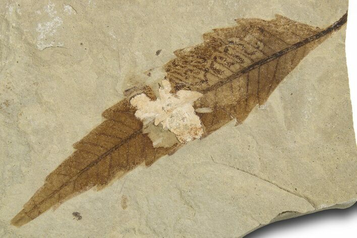 Eocene Fossil Sumac (Rhus) Leaf - Green River Formation, Utah #334272